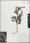 Foto von Salix glaucophylloides Fernald